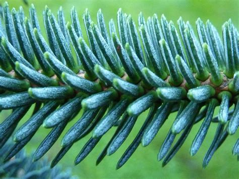 Pinetum .